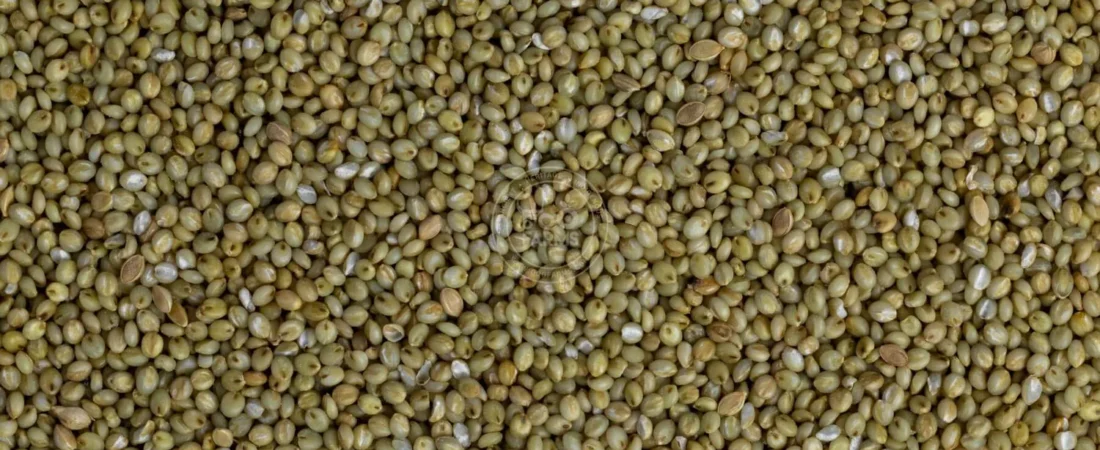 Browntop Millet
