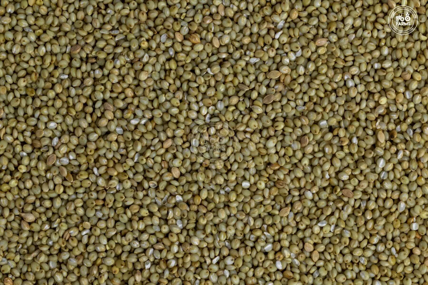 Browntop Millet