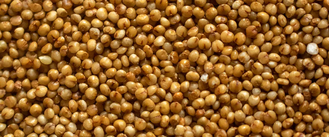 Kodo Millet