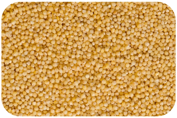 Little Millet