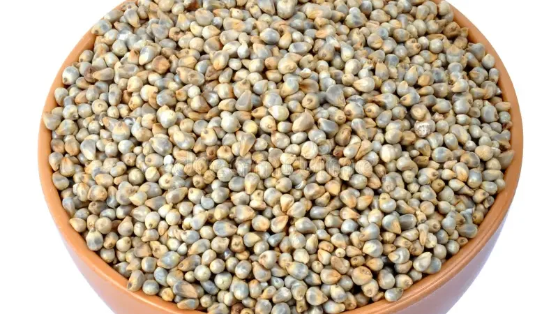 Pearl Millet